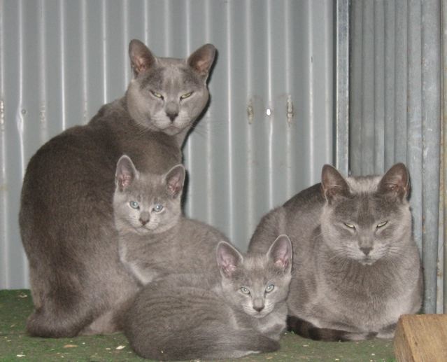 Russian Blue cat family